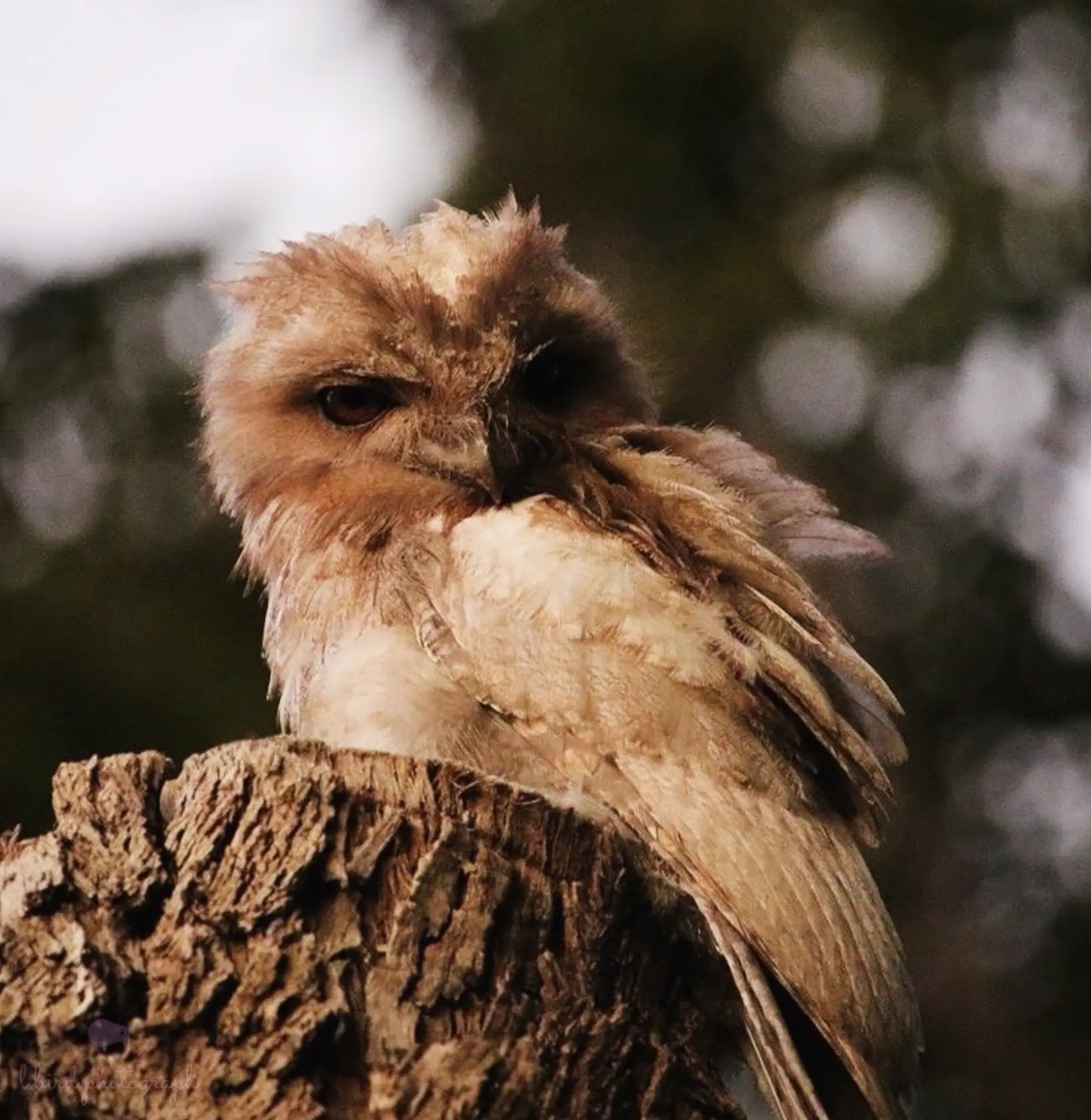 Eagle Bluff Wildlife