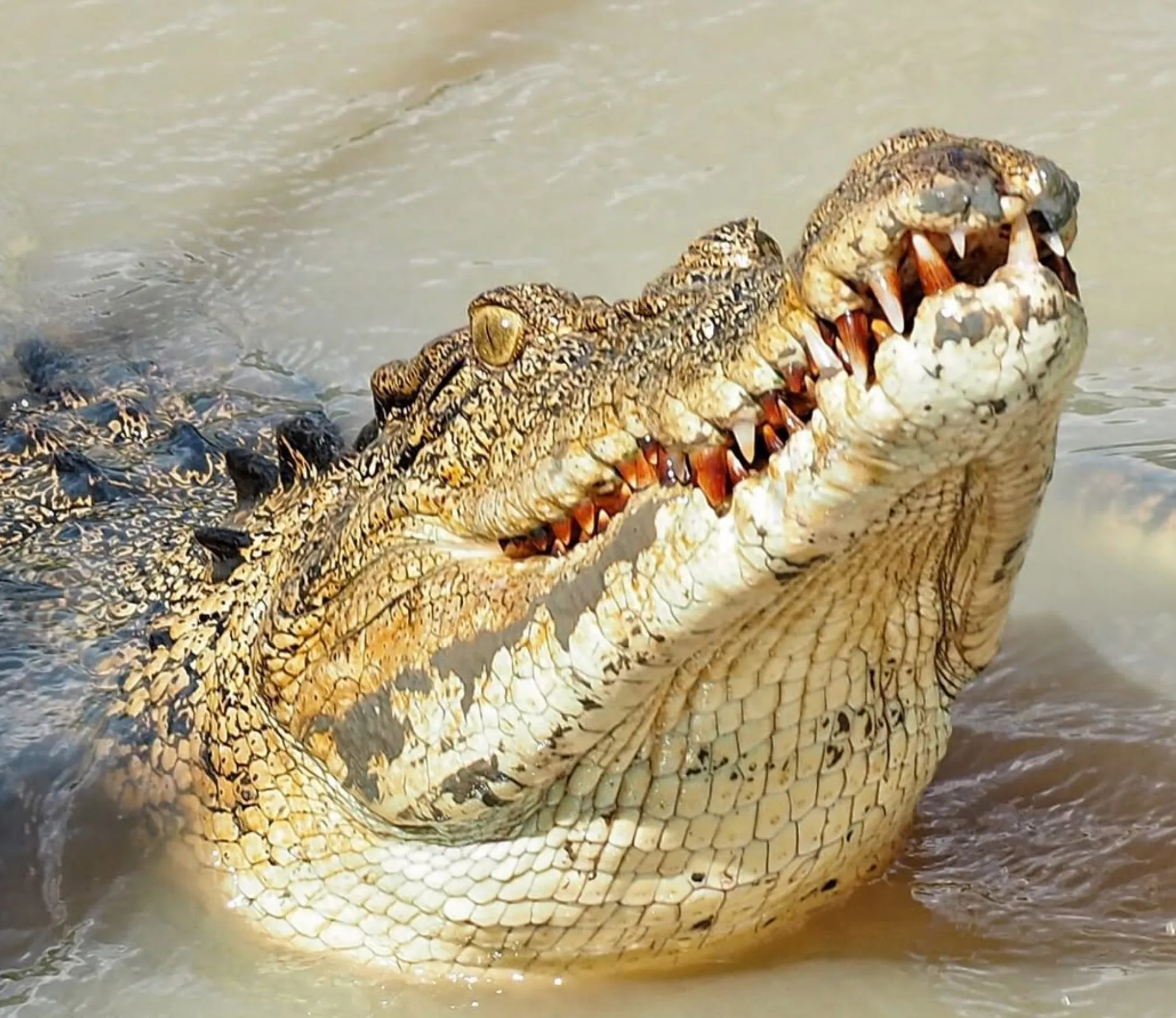 Adelaide River Crocodile