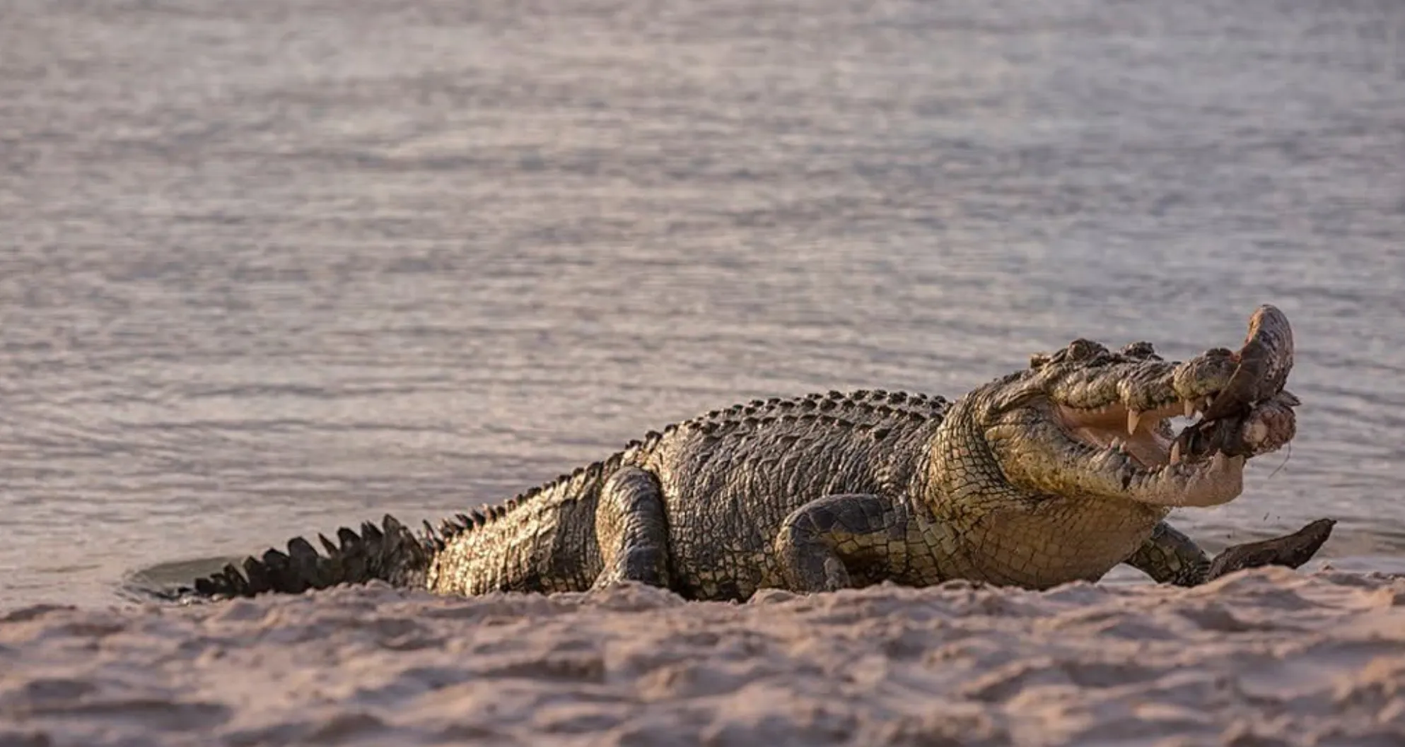 Australia Saltwater Crocodile